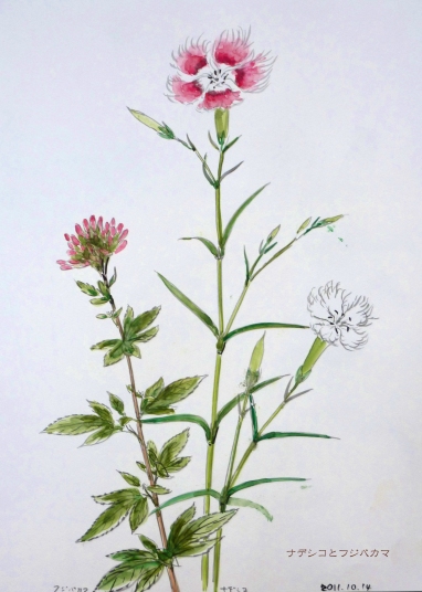 「撫子・藤袴」　F4　植木克彦