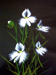 「鷺草」 F6 植木克彦