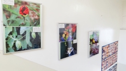 ２→３階　階段　植物写真