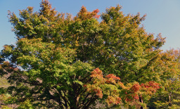 秋色の相模川自然の村