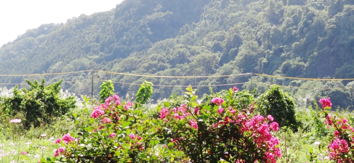 スケッチ会―相模川自然の村