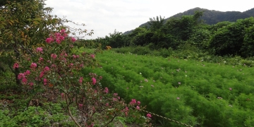 相模川自然の村風景自然の村