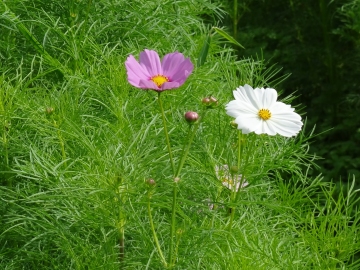 相模川自然の村風景自然の村