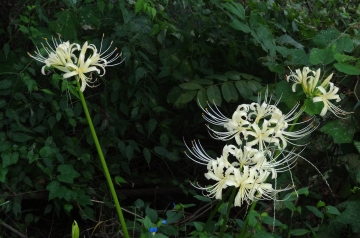 相模川自然の村風景自然の村