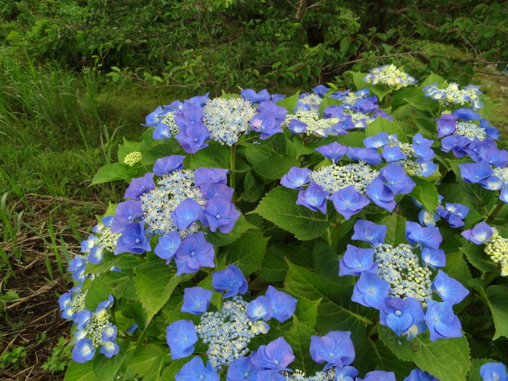 相模川自然公園