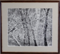 「班白叢林」　河原公治